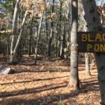 Cuffee Hill & Black Pond Bog