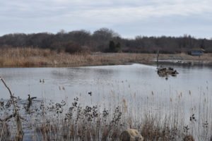 Daniel Webster Audubon Society Marshfield
