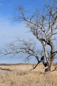 Daniel Webster Audubon Society Marshfield