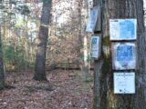 Nelson Memorial Forest