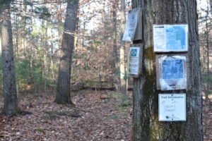 Nelson Forest Marshfield