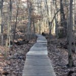 Nelson Memorial Forest