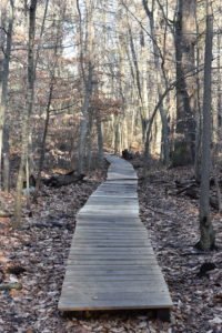 Nelson Forest Marshfield