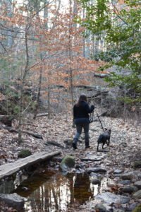 Nelson Forest Marshfield