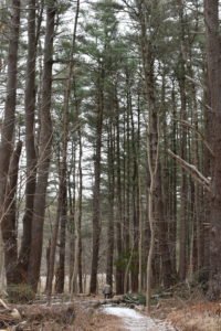 Cow Tent Hill Duxbury
