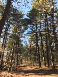 Wheelright Park Cohasset