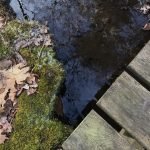 Canoe Club Preserve