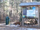 Jose Carreiro Woodland