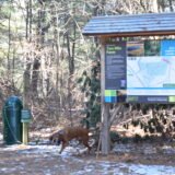 Jose Carreiro Woodland
