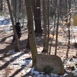 Jose Carreiro Woodland