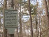 Miller Woods