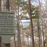 Miller Woods