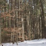 Miller Woods