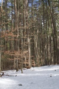 Miller Woods Norwell