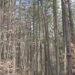 Miller Woods