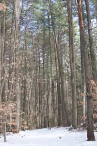 Miller Woods Norwell