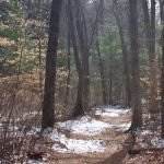 Miller Woods