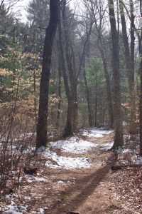 Miller Woods Norwell