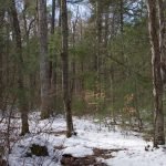 Miller Woods