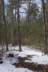 Miller Woods Norwell