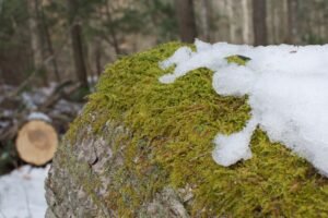 Miller Woods Norwell