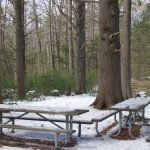 Miller Woods