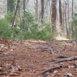 John Little Conservation Area