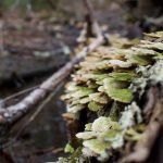 John Little Conservation Area