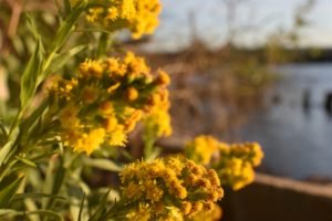 Driftway Scituate - South Shore Trails