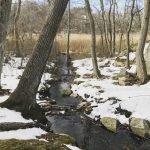 Cole Conservation Land