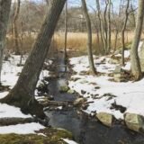 Cole Conservation Land