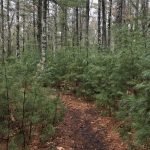 North Hill Marsh Wildlife Sanctuary