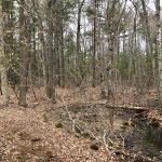 Fogg Forest and Carleton Property