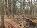 Fogg Forest and Carleton Property