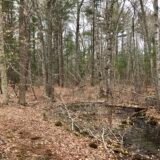 Fogg Forest and Carleton Property
