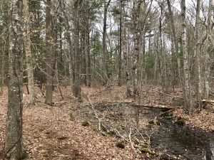Fogg Forest Norwell