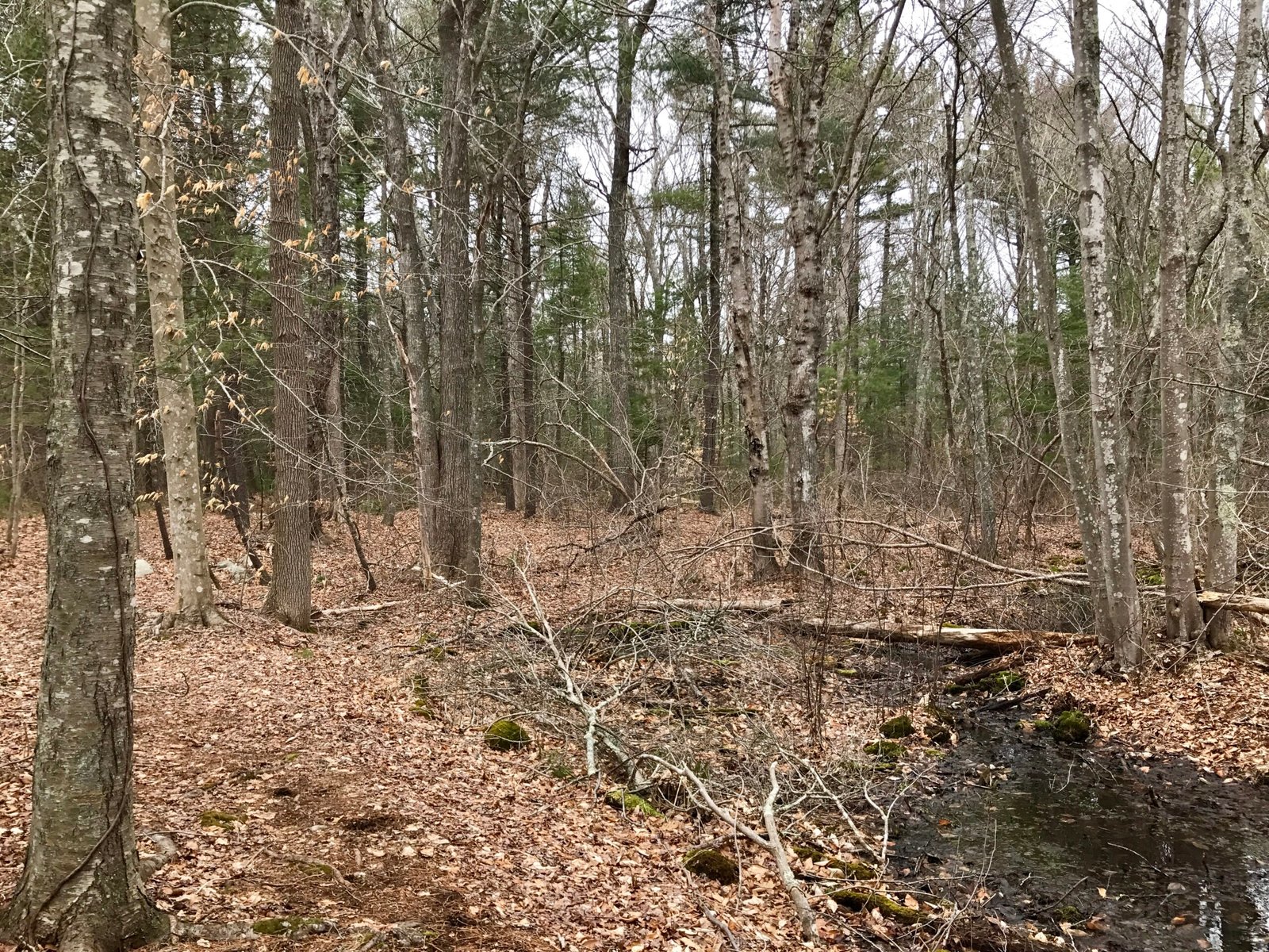 Fogg Forest and Carleton Property