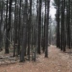 Fogg Forest and Carleton Property