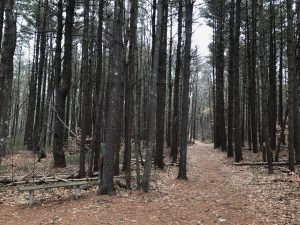Fogg Forest Norwell