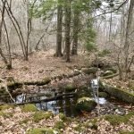Fogg Forest and Carleton Property