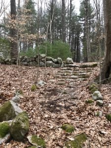 Fogg Forest Norwell