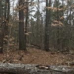 Fogg Forest and Carleton Property