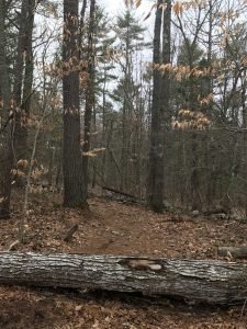 Fogg Forest Norwell
