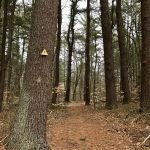 Fogg Forest and Carleton Property