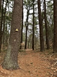 Fogg Forest Norwell
