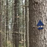 Fogg Forest and Carleton Property
