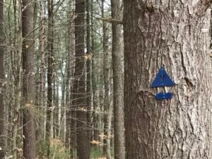 Fogg Forest Norwell