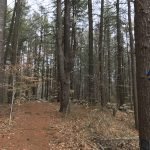 Fogg Forest and Carleton Property