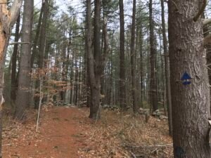 Fogg Forest Norwell