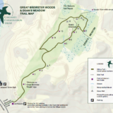 Great Brewster Woods & Dean’s Meadow